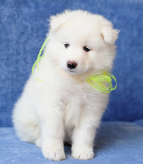 Puppy of Samoyed dog (or Bjelkier) with a bright lemon ribbon