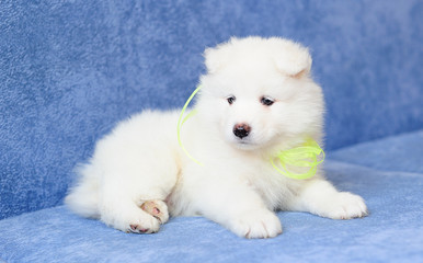 Puppy of Samoyed dog (or Bjelkier) with a bright lemon ribbon