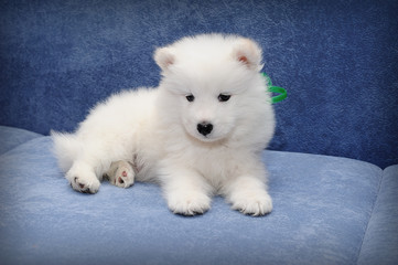 Funny puppy of Samoyed dog (or Bjelkier)