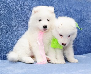 Cute fumbling puppies of Samoyed dog (also known as Bjelkier)