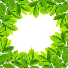 Green leaves on white background , Frame
