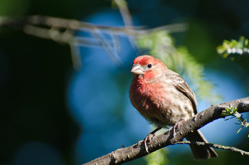 House Finch Perched in a Tree