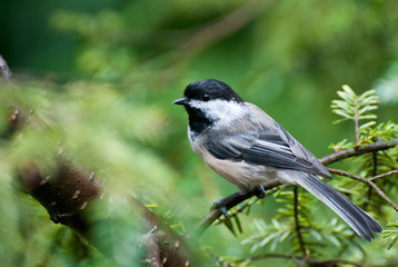 Chickadee Perched in a Tree