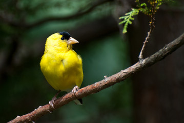 American Goldfinch Perched in a Tree