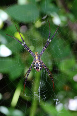 Golden orb-weaver Spider in web