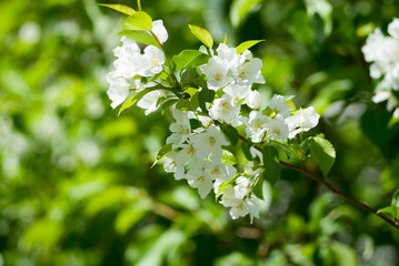 blossom apple tree