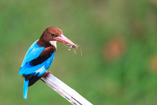 Kingfisher Eating