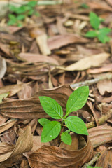 little tree glowing among dry leaves