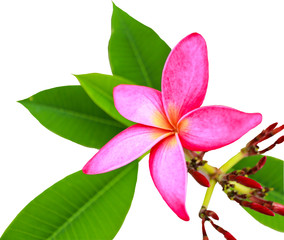 pink plumeria on white blackground