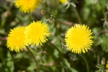 The dandelions