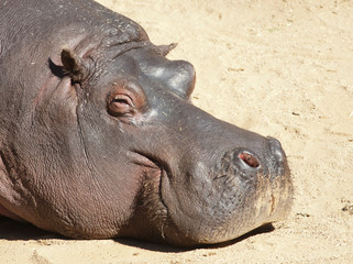 Hippo chilling in the sun