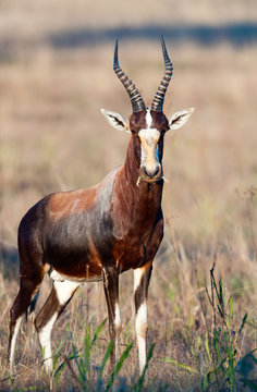 Blesbuck full body shot