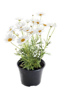 marguerites en pot, anthemis punctata cupaniana