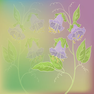 Flowers kobe on green and lilac background