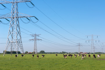 Power pylons and cows