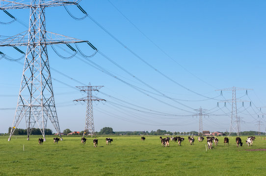 Power pylons and cows