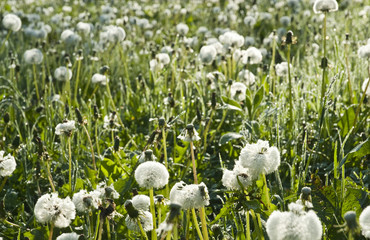 Obraz premium Pusteblumenwiese im Morgentau und Gegenlicht