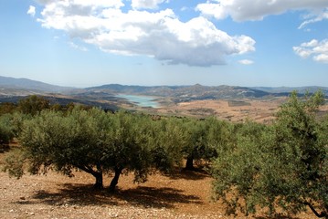 Olive grove by Lake Vinuela, Spain © Arena Photo UK