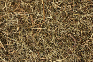 Golden hay texture background close-up
