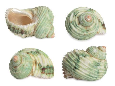 Set of sea shells. High res. Isolated on white