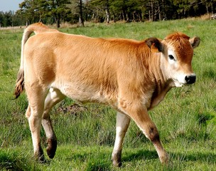 Jeune Aubrac