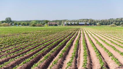 Farm and rows of potato plants