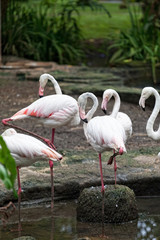 Flamingos in Zoo  of Bali