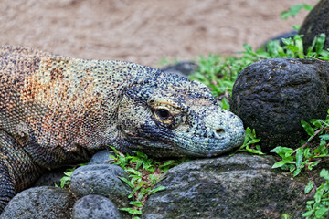 Komodo dragon, Varanus komodoensis, Indonesia
