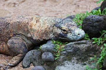 Komodo dragon, Varanus komodoensis, Indonesia