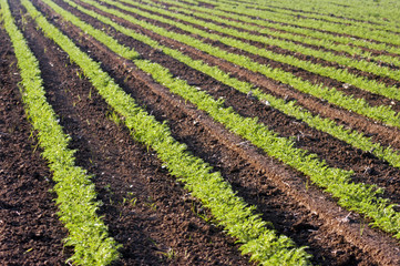 Fototapeta na wymiar Green Crops in a Field