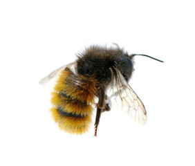 bumblebee