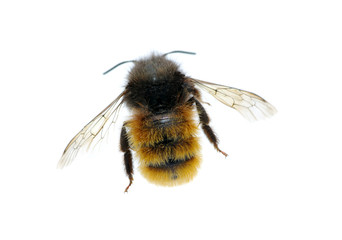 bumblebee