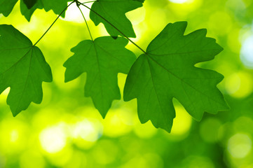 Green leaves