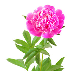 pink peony flower