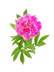 Fototapeta premium pink peony flower