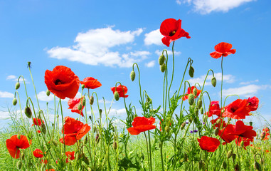 Obraz premium red poppies