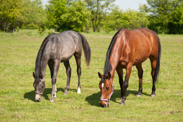 Mare and foal in the pasture