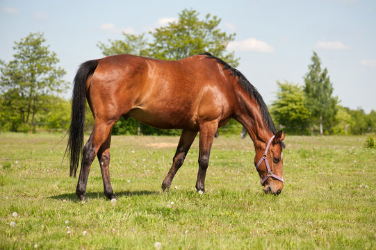 Horse grazing