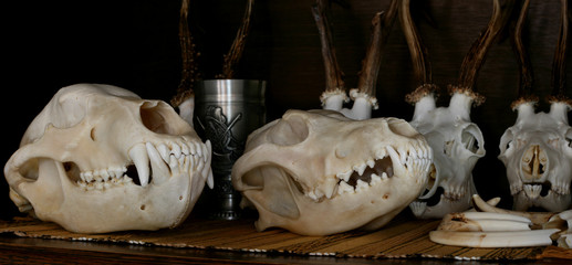 skull animals