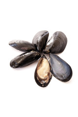 cozze