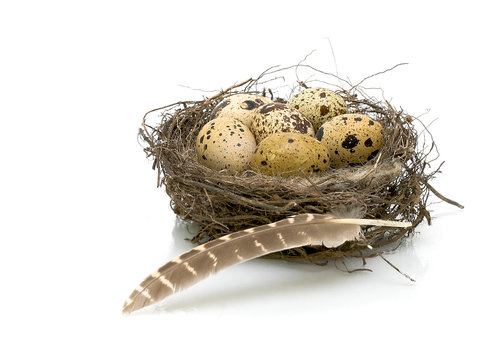 quail eggs in the nest and quail pen