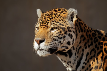 Male jaguar (Panthera onca) - obrazy, fototapety, plakaty