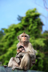 Monkey (Long-Tailed Macaque) with her sweet baby.