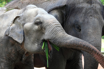 Two elephant are enjoying eating.