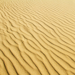 Desert sand background of a Curonian Spit dune
