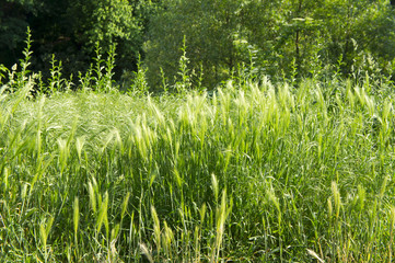 Sommerliche Bio-Wiese