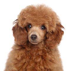 Toy Poodle Puppy