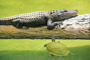 chasse