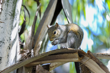 eastern gray squirrel, sciurus carolinensis