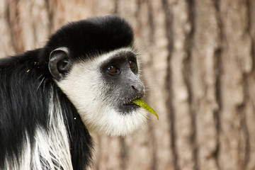 Mantelaffe oder Guereza (Colobus guereza)
